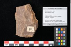 Foto (Objekt + Etikett) von Myrica lignitum Unger (NHMW-GEO-2024-0188-0493)
